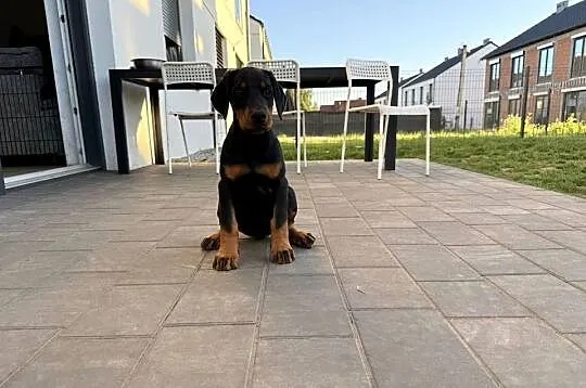 Twój przyszły Doberman zaczyna się tutaj., Dolnośląskie, Wrocław