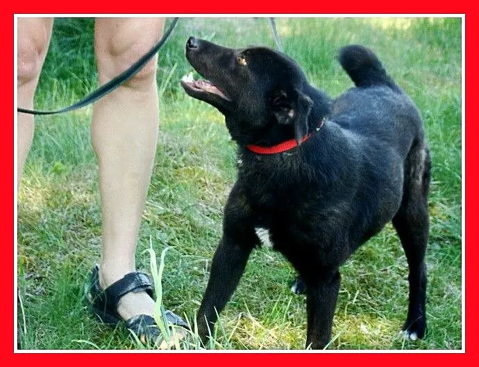 Czarny DIABEŁEK,waga 12 kg,łagodny,grzeczny,przytu