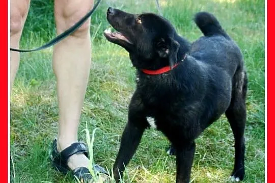 Czarny DIABEŁEK,waga 12 kg,łagodny,grzeczny,przytu