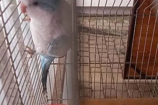 Mnicha Nizinna samiczka., Podkarpackie, Krościenko Wyżne