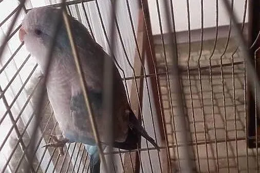 Mnicha Nizinna samiczka., Podkarpackie, Krościenko Wyżne