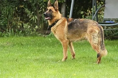 Afera – piękna sunia do adopcji,  mazowieckie Warszawa