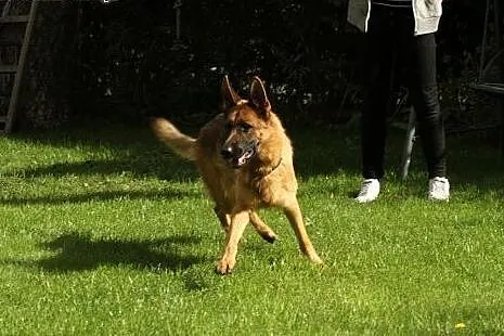 Afera – piękna sunia do adopcji,  mazowi