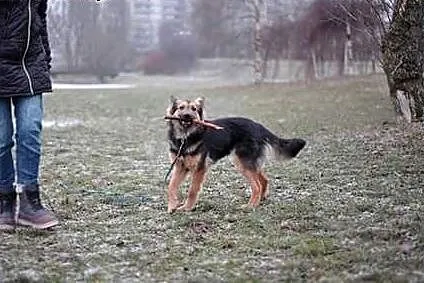 Magnolia to psia dama szukajaca swojego domu!,  ma