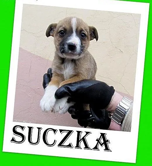 Szczeniak,suczka w schronisku,mała lub średnia doc