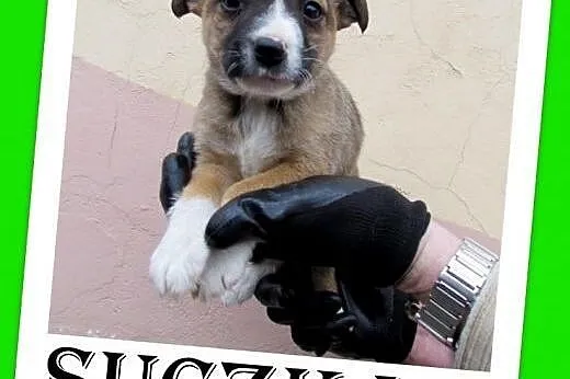 Szczeniak,suczka w schronisku,mała lub średnia doc