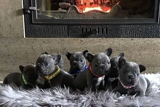 Buldog francuski blue  buldogi