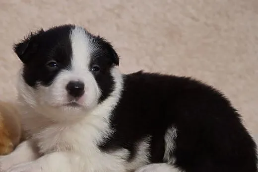 Sprzedam szczenięta border collie, pomorskie Chojnice