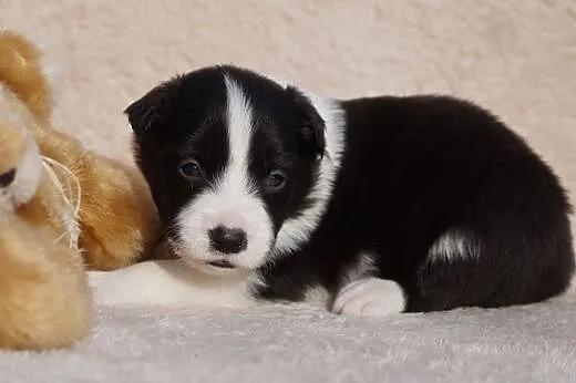 Sprzedam szczenięta border collie,  pomorskie Choj