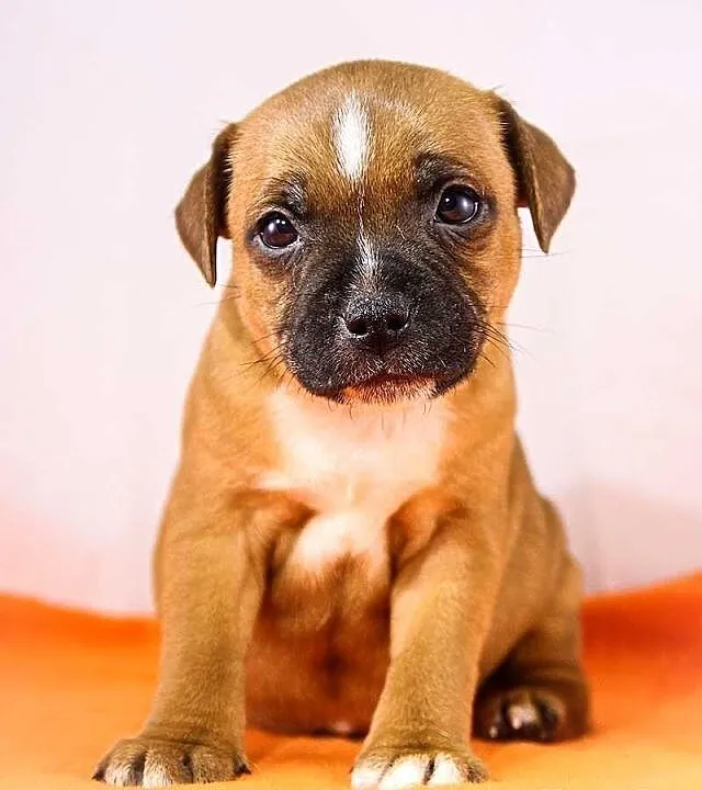 Staffik . staffordshire bull terrier - piesek z ro