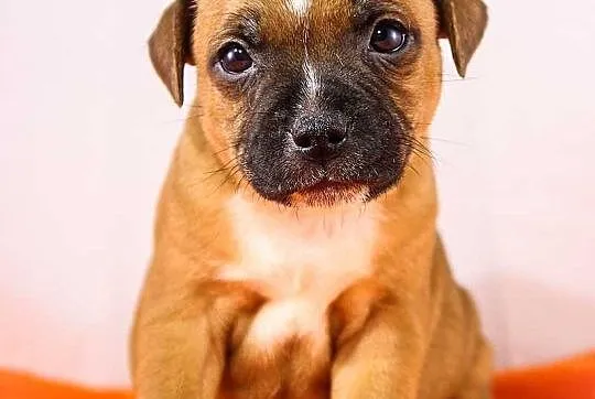 Staffik . staffordshire bull terrier - piesek z ro