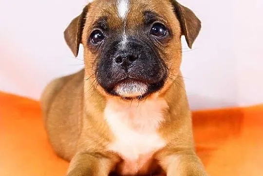 Staffik . staffordshire bull terrier - piesek z ro