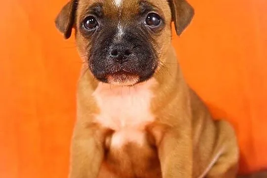 Staffik . staffordshire bull terrier - piesek z ro