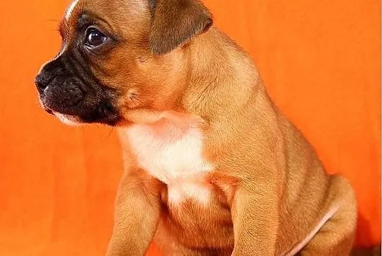 Staffik . staffordshire bull terrier - piesek z ro