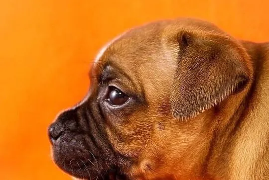 Staffik . staffordshire bull terrier - piesek z ro