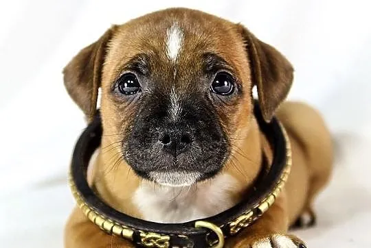 Staffik . staffordshire bull terrier - piesek z ro