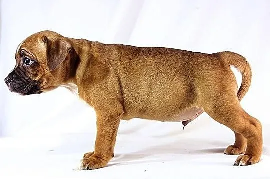 Staffik . staffordshire bull terrier - piesek z ro