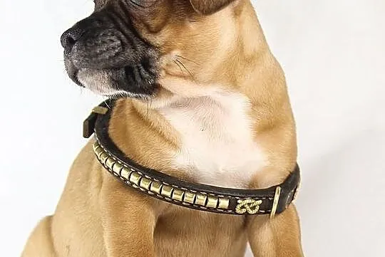 Staffik . staffordshire bull terrier - piesek z ro