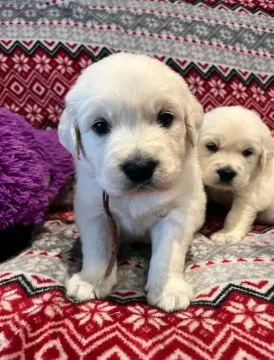 Most beautiful and outstanding Golden Retriever puppies ready to make a new family awe, , Szybka