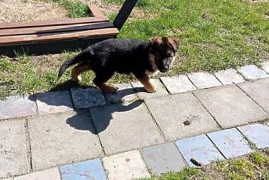 Owczarek niemiecki krótkowłosy ZKwP FCI, Lubuskie, Stare Kurowo