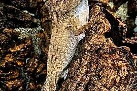 Anolis brodaty nsex