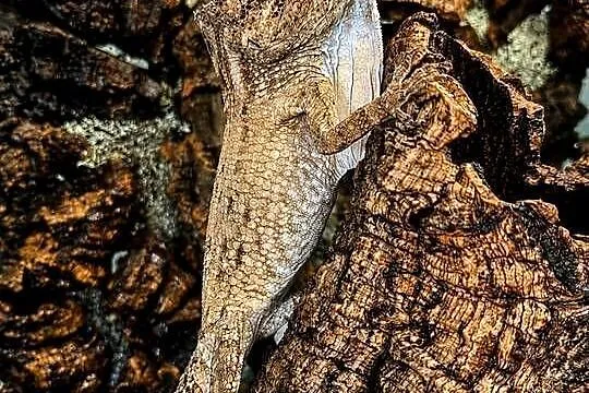 Anolis brodaty nsex