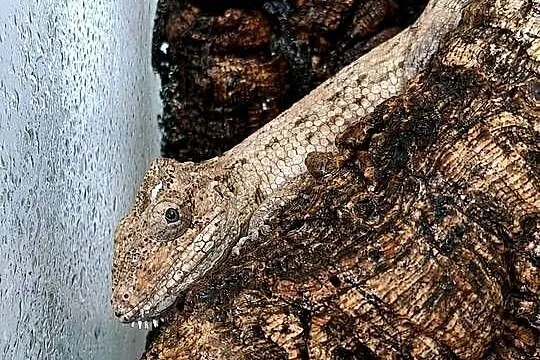 Anolis brodaty nsex, Lubelskie, Lublin