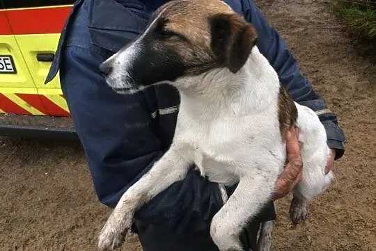 Lucky,młodziutki FOKSTERIER, łagodny psiak szuka d