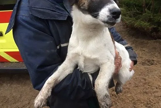 Lucky,młodziutki FOKSTERIER, łagodny psiak szuka d