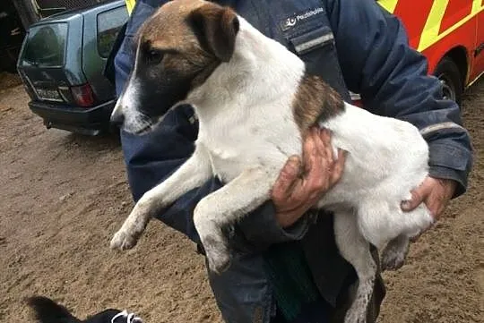 Lucky,młodziutki FOKSTERIER, łagodny psiak szuka d