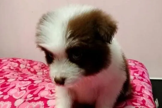 Border collie szczenięta z rodowodem gotowe do odbioru