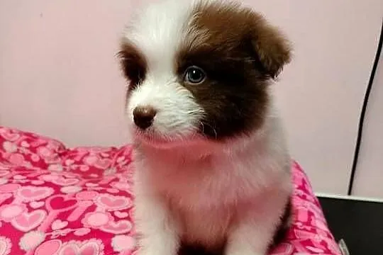 Border collie szczenięta z rodowodem gotowe do odbioru, Mazowieckie, Radom