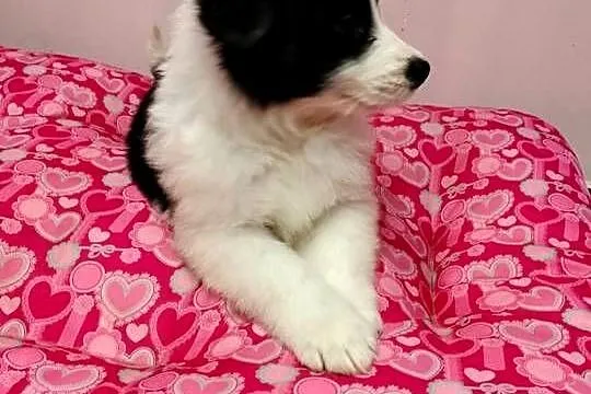 Border collie szczenięta z rodowodem gotowe do odbioru, Mazowieckie, Radom