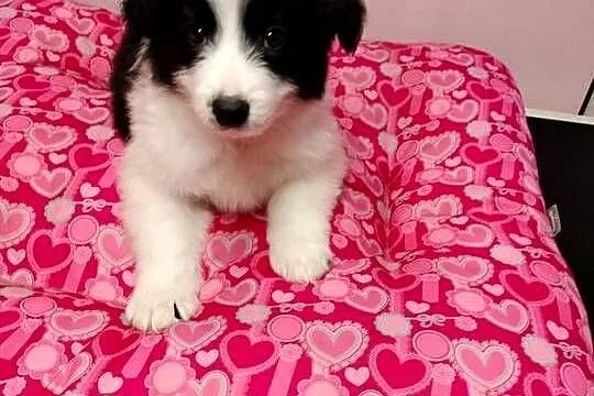 Border collie szczenięta z rodowodem gotowe do odbioru, Mazowieckie, Radom