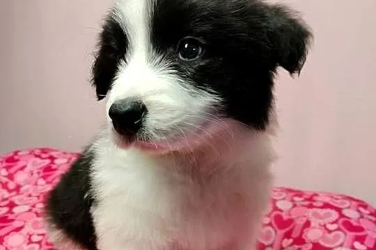 Border collie szczenięta z rodowodem gotowe do odbioru, Mazowieckie, Radom