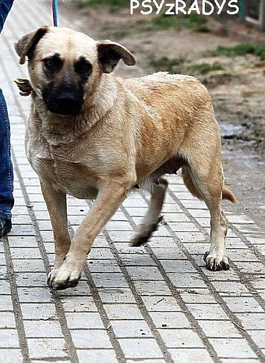 MATYLDA bardzo urocza, łagodna, sympatyczna sunia,