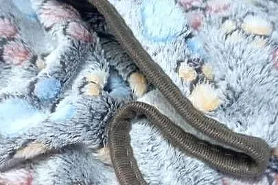 Kocyki wyprawka dla psiaczkow kociaczków