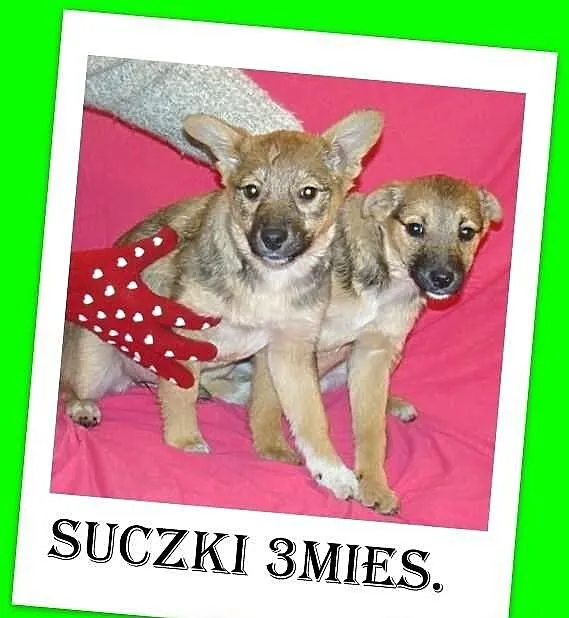 Szczeniaki,średnie suczki,ks.zdrowia.ADOPCJA