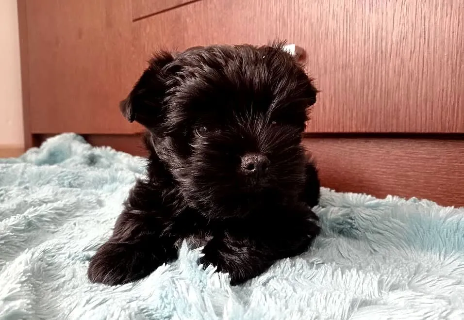 Yorki Yorkshire Terrier piesek (chłopak) czarny z rodowodem, Śląskie, Częstochowa