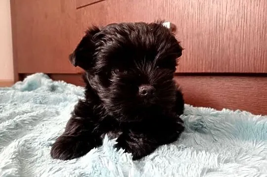 Yorki Yorkshire Terrier piesek (chłopak) czarny z rodowodem, Śląskie, Częstochowa