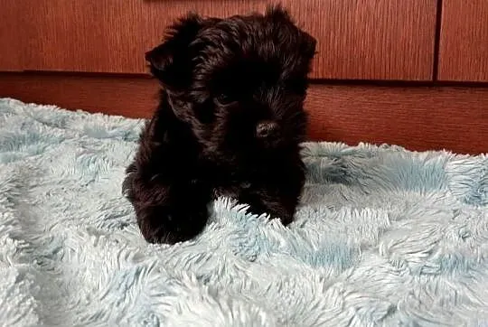 Yorki Yorkshire Terrier piesek (chłopak) czarny z rodowodem, Śląskie, Częstochowa
