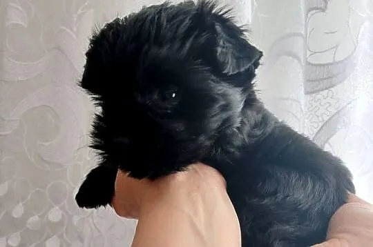 Yorki Yorkshire Terrier piesek (chłopak) czarny z rodowodem, Śląskie, Częstochowa