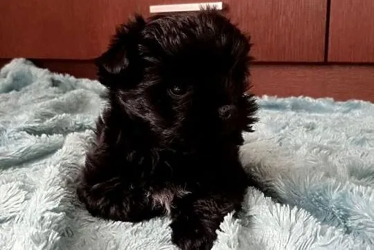 Yorki Yorkshire Terrier piesek (chłopak) czarny z rodowodem, Śląskie, Częstochowa