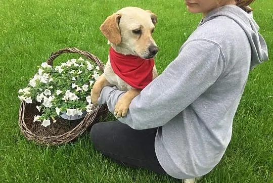 Jerry, nakolankowy psiak bardzo kocha ludzi i przy
