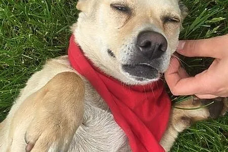 Jerry, nakolankowy psiak bardzo kocha ludzi i przy
