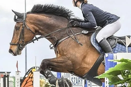 Wałach Zangersheide, , 