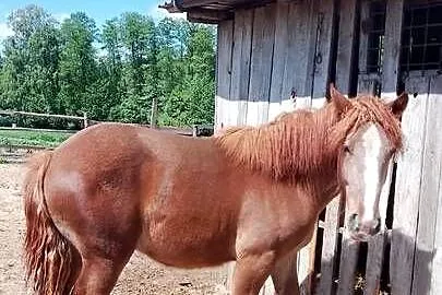 Sprzedam ogierka zimnokwistego, Mazowieckie, Gąbin