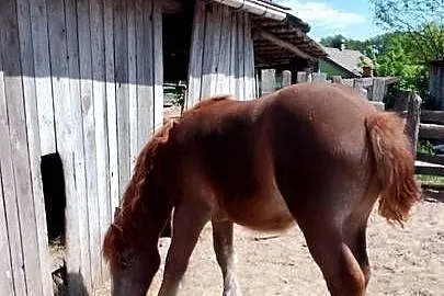 Sprzedam ogierka zimnokwistego, Mazowieckie, Gąbin