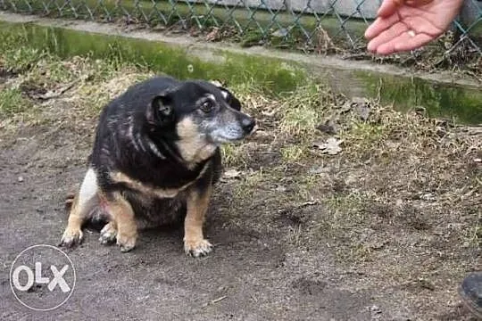 Pola maleńka sunia szuka DOMU