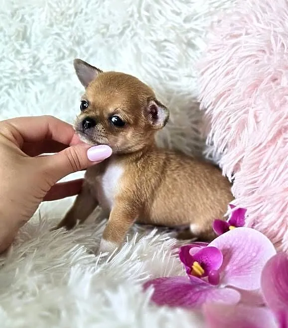 Chihuahua szczenięta Pieski, Wielkopolskie, Poznań